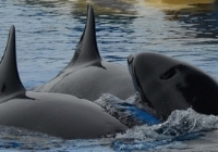 Twee orka's botsen met een harde stoot gelijktijdig tegen Morgan. ©FreeMorganFoundation