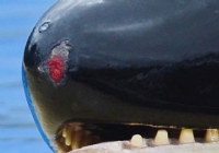 Behalve honderden bijtwonden van andere orka's, heeft Morgan ook wonden door tegen de badrand en het metaal aan te schuren uit verveling. ©FreeMorganFoundation