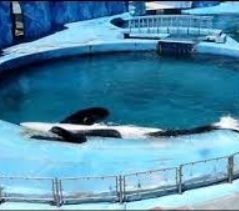 Kshamenk (spreek uit sjaa-menk), is misschien wel de zieligste orka ter wereld. Al meer dan 20 jaar zit hij in dit ronde badje opgesloten. Toen hij 4 jaar oud was, zag hij hoe vissers zijn moeder hebben gedood.